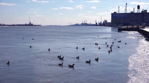 Ducks Canada Geese Float Detroit River Lined Factories Industrial Sites — Stock Video