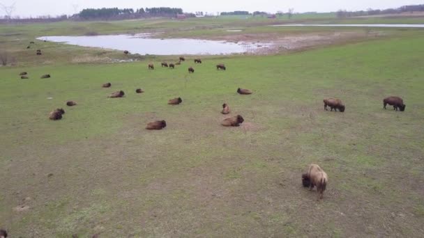 Sebuah Udara Atas Kerbau Atau Bison Merumput Dataran Amerika — Stok Video