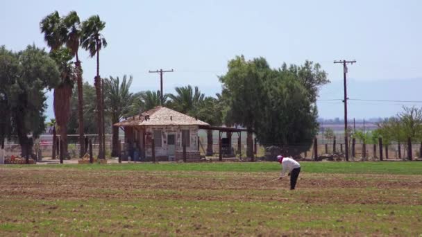 Velho Agricultor Mexicano Trabalha Campo Deserto Califórnia — Vídeo de Stock