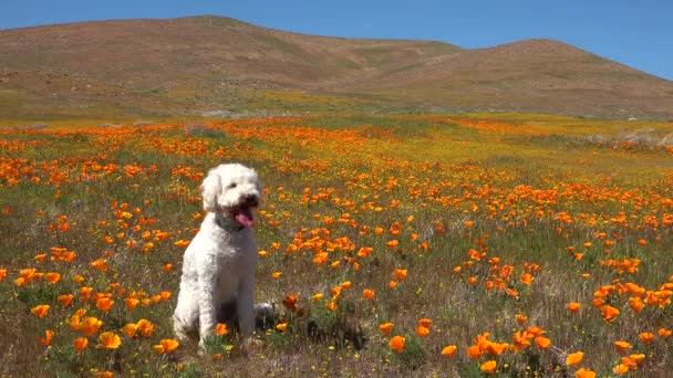 Ένα Άσπρο Χρυσό Σκυλάκι Κάθεται Ένα Όμορφο Χωράφι Παπαρούνες Και — Αρχείο Βίντεο