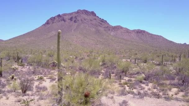 Disparo Aéreo Alrededor Cactus Del Desierto Parque Nacional Saguaro Cerca — Vídeos de Stock