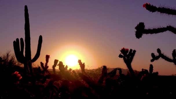 Ένα Όμορφο Ηλιοβασίλεμα Πίσω Από Κάκτους Στο Εθνικό Πάρκο Saguaro — Αρχείο Βίντεο