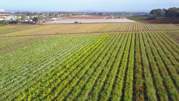 Een Lage Snelle Antenne Onthult Eindeloze Velden Van Kleurrijke Commerciële — Stockvideo