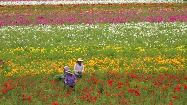 Mexikanische Landarbeiter Arbeiten Auf Kommerziellen Blumenfeldern — Stockvideo