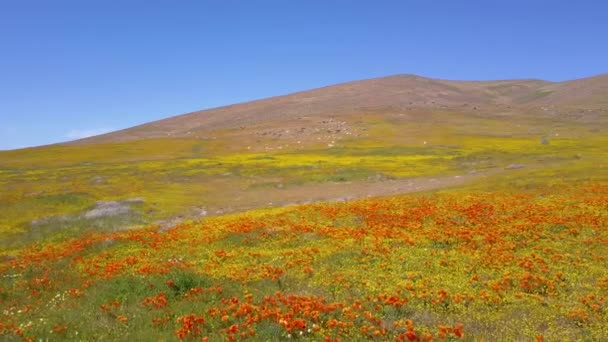 Avión Bajo Sobre Hermoso Campo Naranja Flores Silvestres Amapola Californiana — Vídeos de Stock