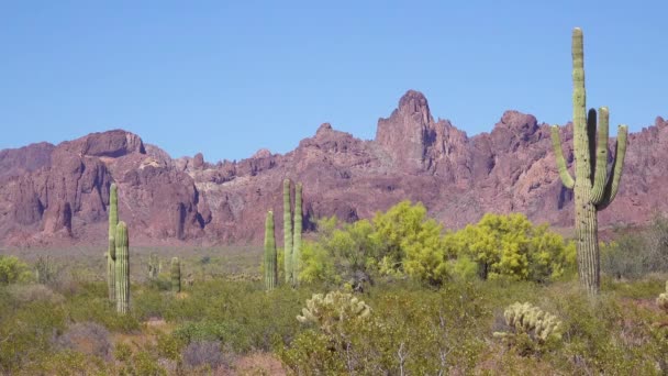 Sebuah Gambar Indah Kaktus Gurun Sonora Sempurna Menangkap Gurun Arizona — Stok Video