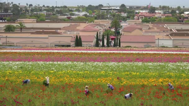 Trabajadores Agrícolas Mexicanos Trabajan Campos Flores Comerciales — Vídeo de stock