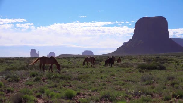 馬は背景に記念碑バレーユタ州の自然の美しさに放牧 — ストック動画