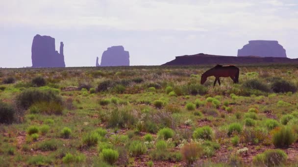 Коні Пасуться Природною Красою Долини Монументів Юта Задньому Плані — стокове відео