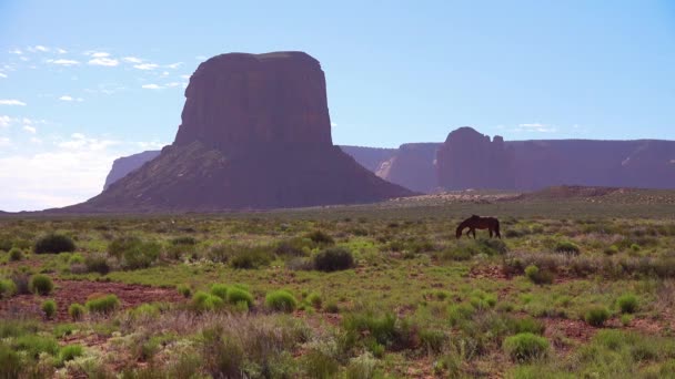 Caballos Pastan Con Belleza Natural Monument Valley Utah Fondo — Vídeos de Stock