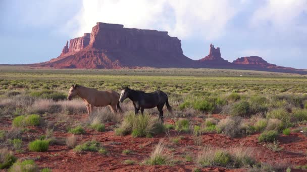 Hästar Betar Med Den Naturliga Skönheten Monument Valley Utah Bakgrunden — Stockvideo