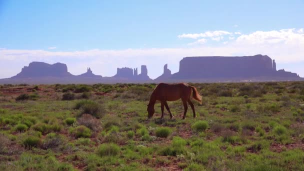 Caballos Pastan Con Belleza Natural Monument Valley Utah Fondo — Vídeo de stock