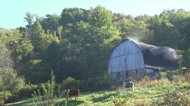 老谷仓里冒出的水汽和农村的马在一起 — 图库视频影像