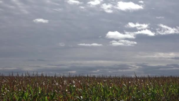 Utrata Czasu Ujęcie Ciemnych Chmur Poruszających Się Nad Polem Kukurydzy — Wideo stockowe