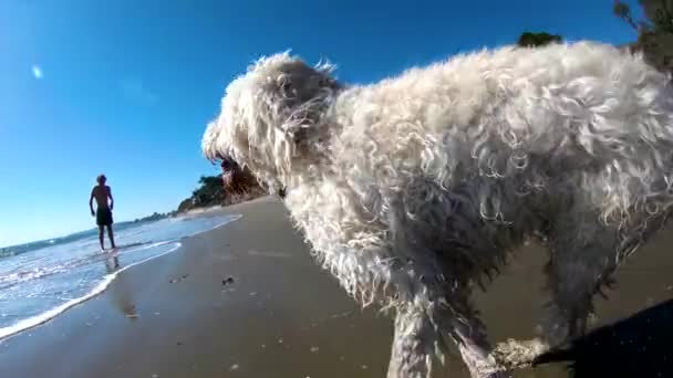 Rabisco Dourado Molhado Cão Labradoodle Corre Longo Praia Câmera Lenta — Vídeo de Stock