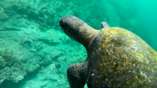 Beautiful Underwater Footage Sea Turtle Swimming Galapagos Islands Ecuador — Stock Video