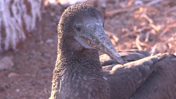 Baby Nazca Booby Bird Sits Its Nest Galapagos Islands — Stock Video