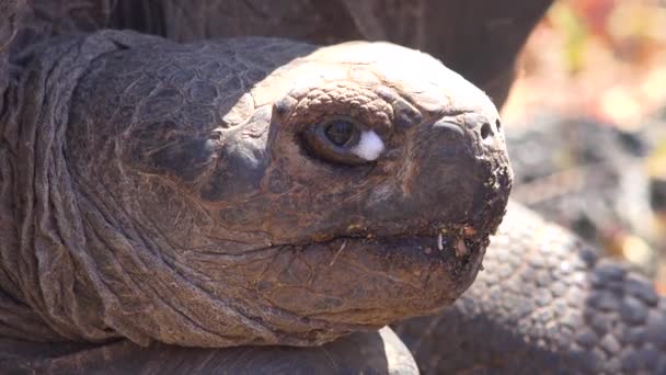 Primo Piano Una Tartaruga Gigante Terrestre Nelle Isole Galapagos Ecuador — Video Stock