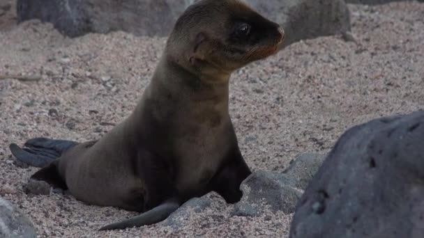 Młody Lew Morski Szuka Matki Wyspie Galapagos — Wideo stockowe