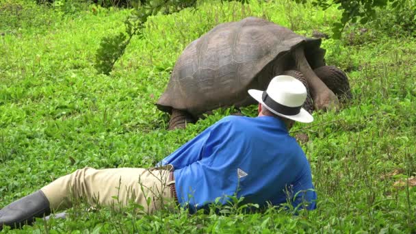 Turysta Leży Ziemi Podziwiając Olbrzymiego Żółwia Lądowego Wyspach Galapagos Ekwador — Wideo stockowe