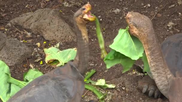 エクアドル ガラパゴスのプエルト アヨラのチャールズ ダーウィン研究所の緑に餌を与える陸ガメ — ストック動画