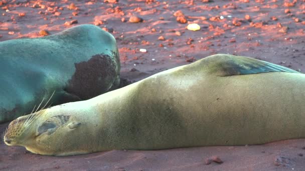 Leões Marinhos Dormem Uma Praia Areia Vermelha Nas Ilhas Galápagos — Vídeo de Stock