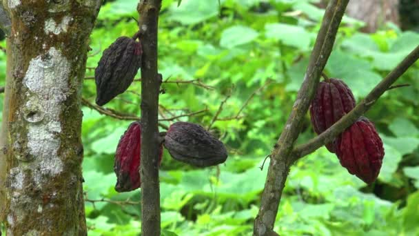 从可可可豆树上提取巧克力 生长在厄瓜多尔的丛林里 — 图库视频影像