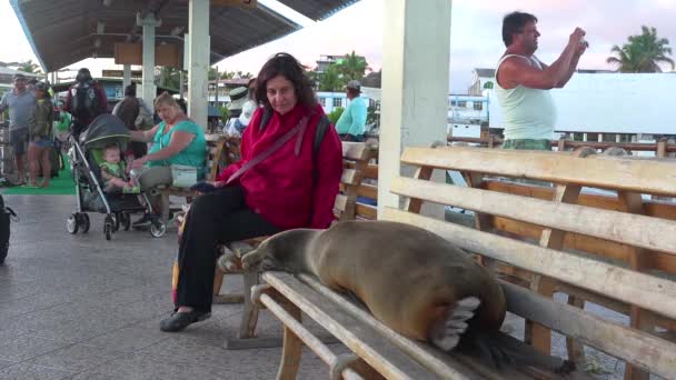 Egy Oroszlánfóka Alszik Egy Padon Kikötőben Körülvéve Turistákkal Ecuadori Galapagos — Stock videók