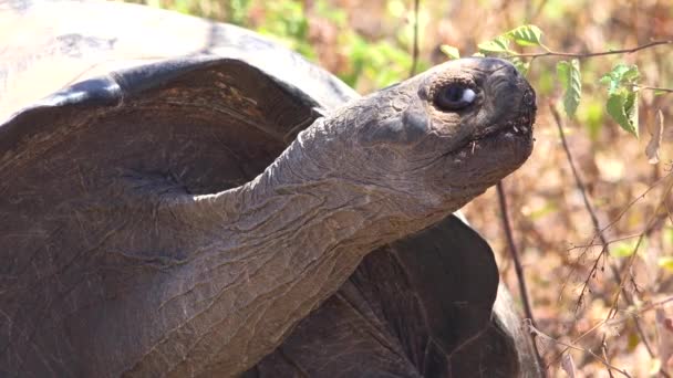 厄瓜多尔加拉帕戈斯群岛一只巨型陆龟的近景 — 图库视频影像