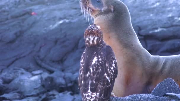 Een Zeeleeuw Een Havik Staan Boven Een Dode Leguaan Galapagos — Stockvideo