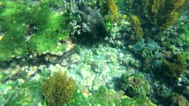エクアドルのガラパゴス諸島での鵜のバードダイビングや水中水泳の素晴らしい映像 — ストック動画