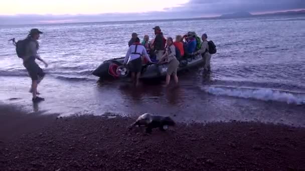 Turistas Exploran Las Islas Galápagos Ecuador Vía Zodiaco — Vídeos de Stock