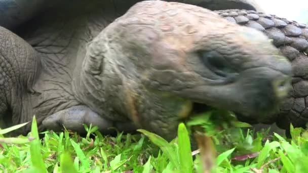 Een Landschildpad Eet Gras Galapagos Eilanden Ecuador — Stockvideo