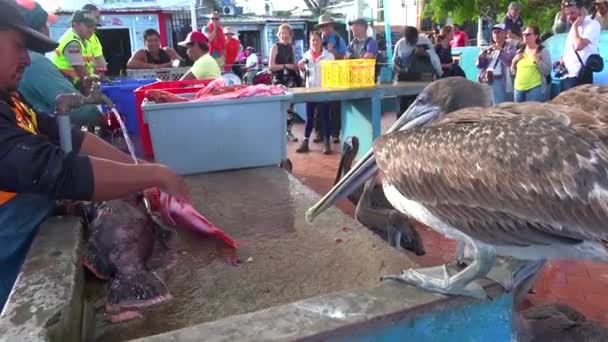 Pelikany Siedzą Nad Targiem Rybnym Puerto Ayora Galapagos Ekwadorze — Wideo stockowe