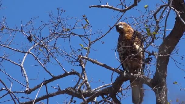 Halcón Galápagos Sienta Árbol Cazar Presas — Vídeos de Stock