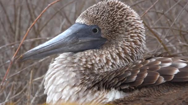 Galapagos Adaları Ekvador Mavi Ayaklı Bir Sümsük Kuşunun Yüzünü Kapatın — Stok video