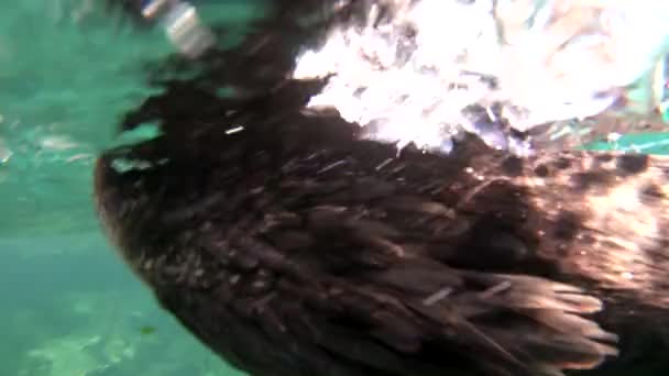 Remarkable Footage Cormorant Bird Diving Swimming Underwater Galapagos Islands Ecuador — Stock Video