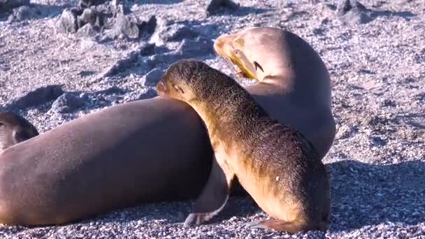Yavru Deniz Aslanları Galapagos Adaları Ndaki Bir Plajda Annelerinden Beslenir — Stok video