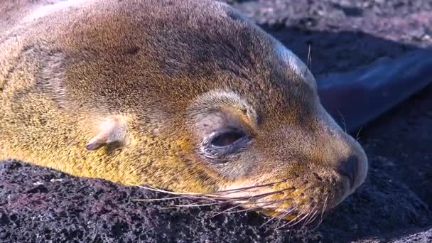 Jeune Lion Mer Gros Plan Sur Une Plage Des Galapagos — Video