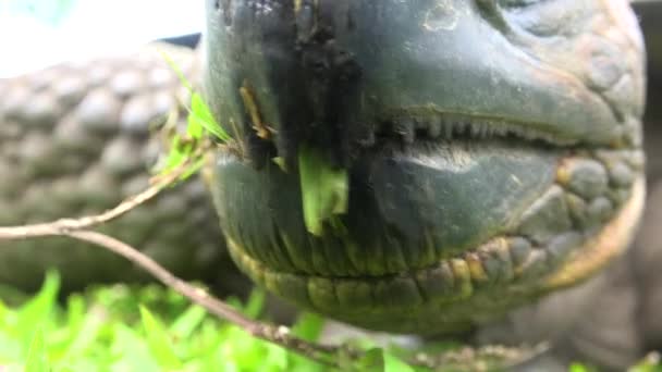 Ekstremalne Zbliżenie Twarz Gigantycznego Żółwia Lądowego Jedzącego Trawę Wyspach Galapagos — Wideo stockowe