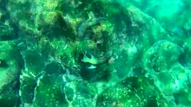 Twee Papegaaivissen Zwemmen Een Cirkel Tijdens Een Paringsritueel — Stockvideo