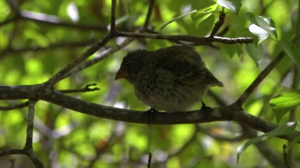Galapagos Finch Sits Tree Bird Inspired Darwin Theory Evolution — Stock Video