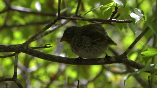 Fringuello Delle Galapagos Siede Albero Uccello Che Ispirò Teoria Dell — Video Stock