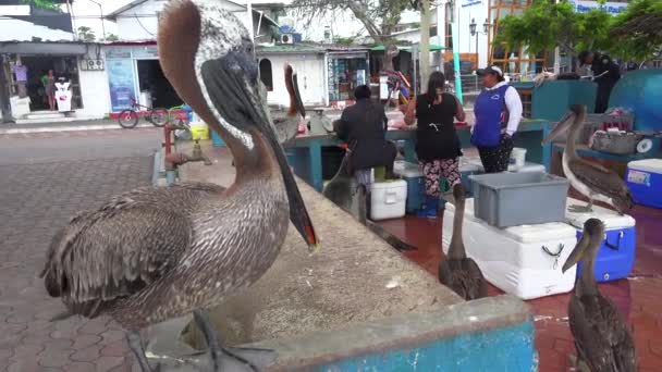 Pelikany Siedzą Nad Targiem Rybnym Puerto Ayora Galapagos Ekwadorze — Wideo stockowe