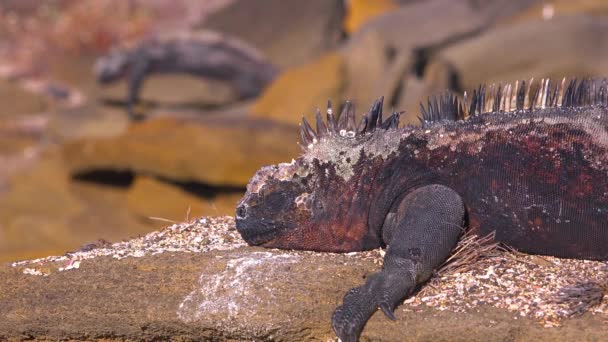 Uma Iguana Marinha Repousa Sobre Rochas Lava Nas Ilhas Galápagos — Vídeo de Stock