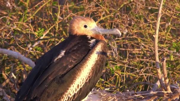 Hnízdě Galapágských Ostrovech Ekvádoru Sedí Nedospělý Fregata — Stock video