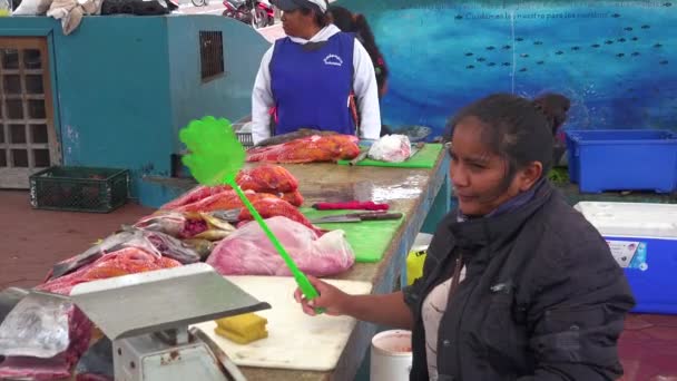 Ett Sjölejon Försöker Stjäla Mat Fiskmarknaden Puerto Ayora Ecuador Galapagos — Stockvideo