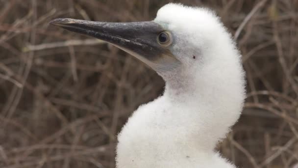 Tutup Wajah Dari Bayi Berkaki Biru Booby Kepulauan Galapagos Ekuador — Stok Video