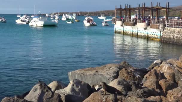 Aufnahme Des Hafens Puerto Baquerizo Moreno Der Hauptstadt Der Galapagos — Stockvideo