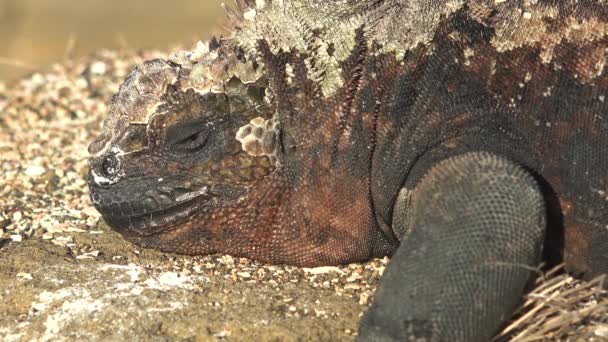 Marin Leguan Låg Lavastenar Galapagosöarna — Stockvideo